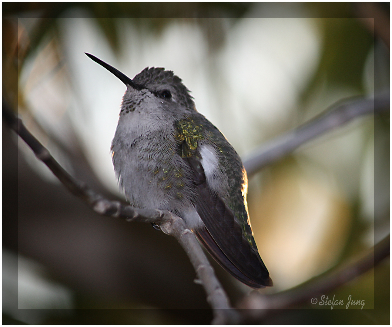 Kolibri