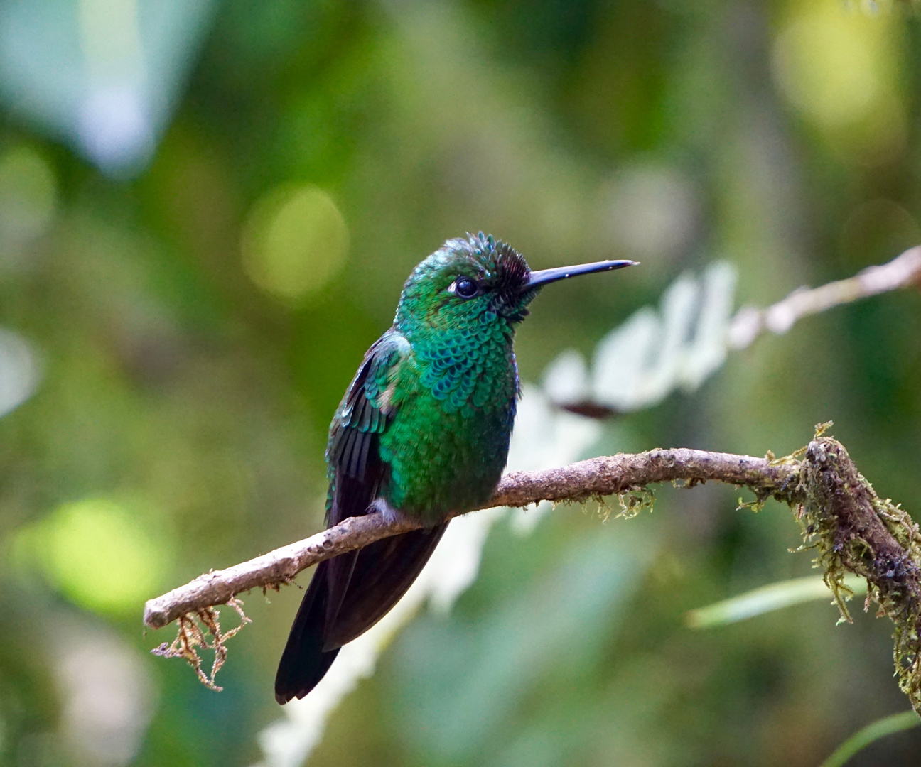 Kolibri