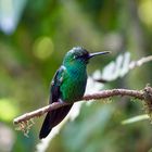 Kolibri