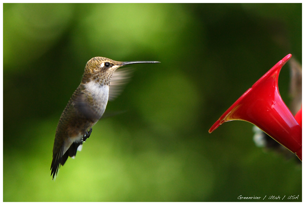 Kolibri