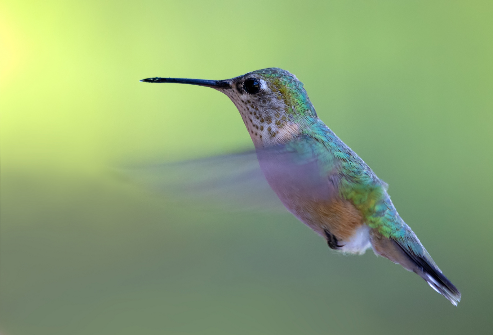  Kolibri  Foto Bild tiere wildlife wild lebende v gel 