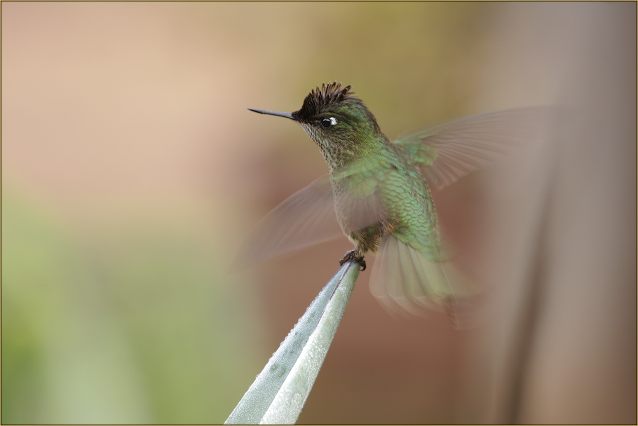 Kolibri