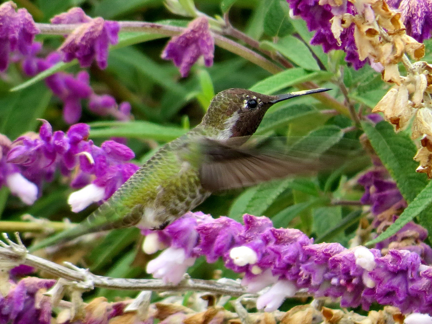 Kolibri