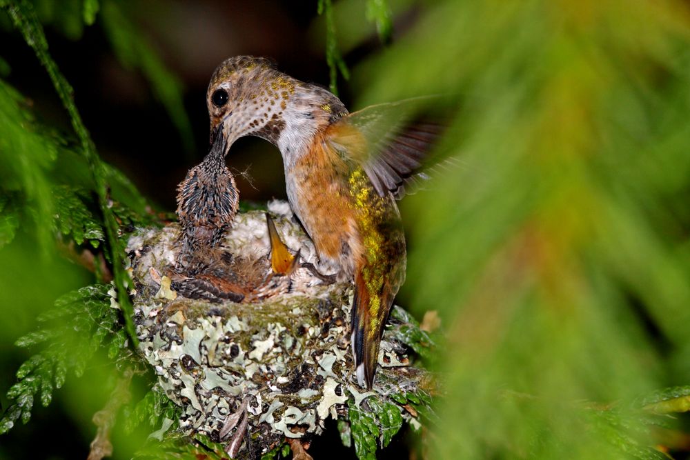 kolibri Foto & Bild tiere, wildlife, Bilder auf kolibri Foto & Bild tiere, wildlife, Bilder auf