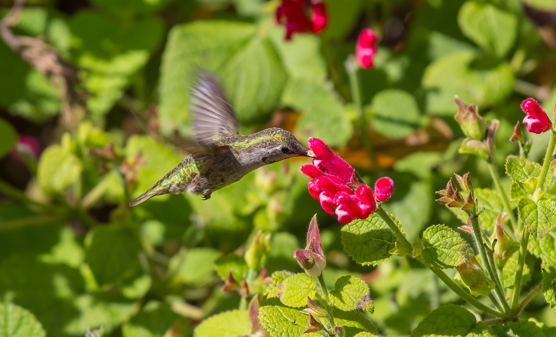 Kolibri 