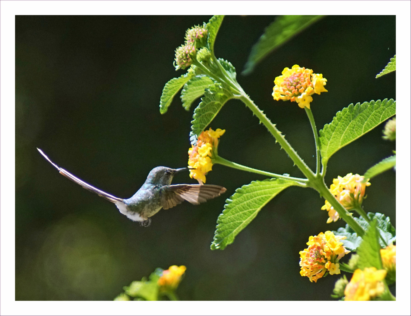 Kolibri als Blühpflanzenbesucher