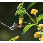 Kolibri als Blühpflanzenbesucher