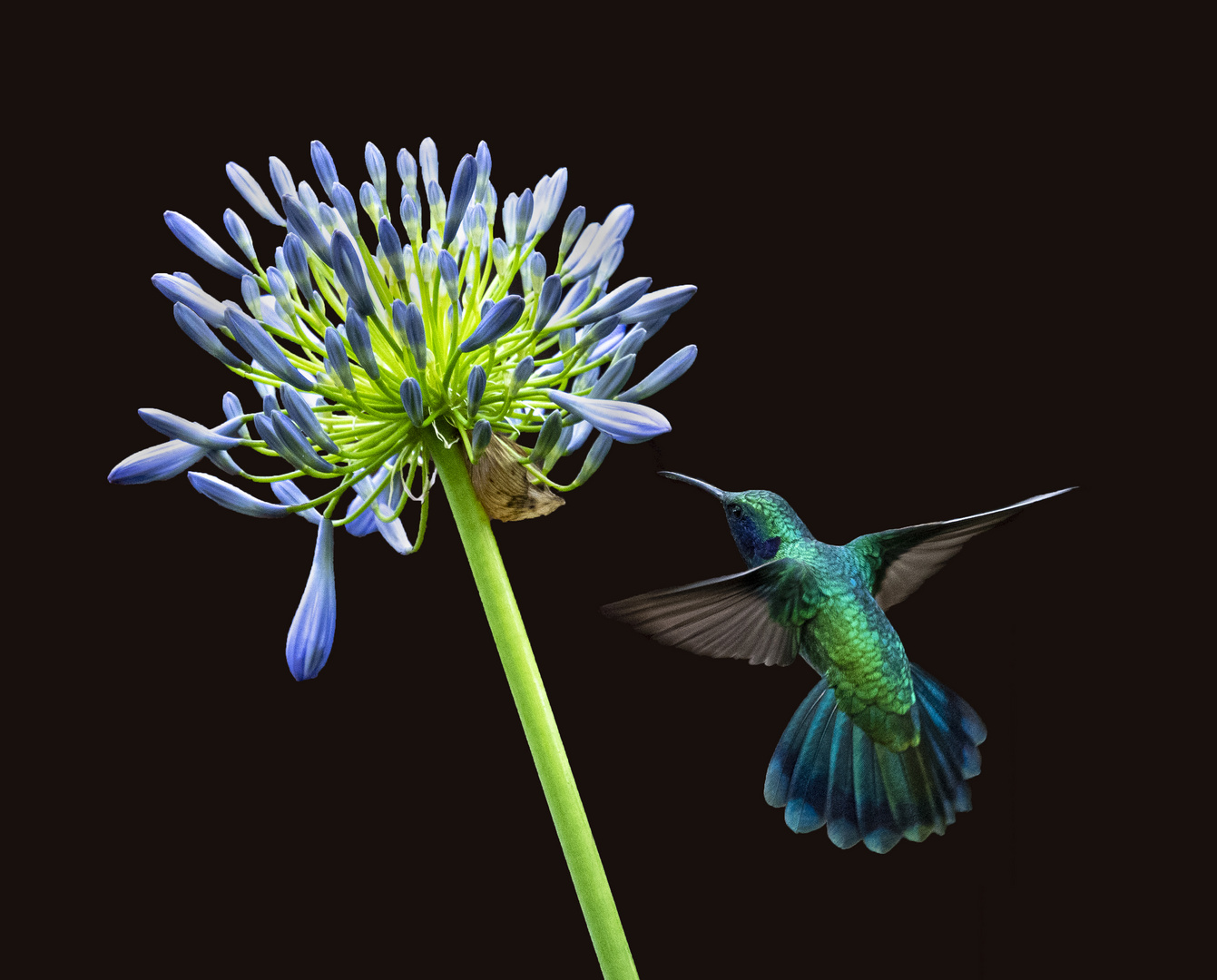 Kolibri am Agapanthus  