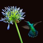 Kolibri am Agapanthus  