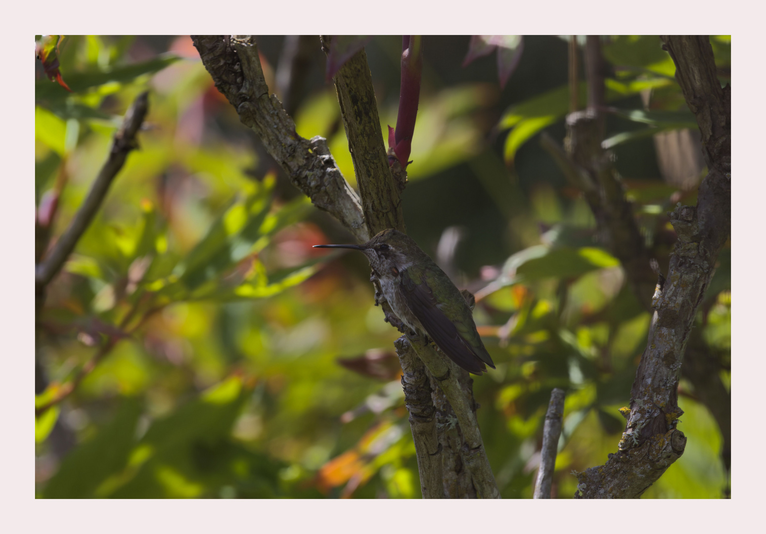 Kolibri am Baum