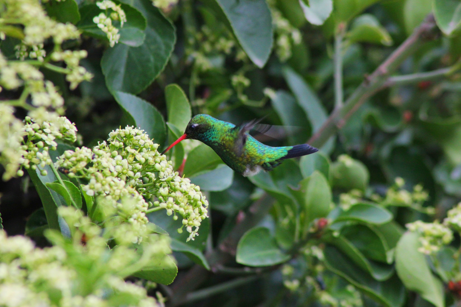 Kolibri am Ende der Welt