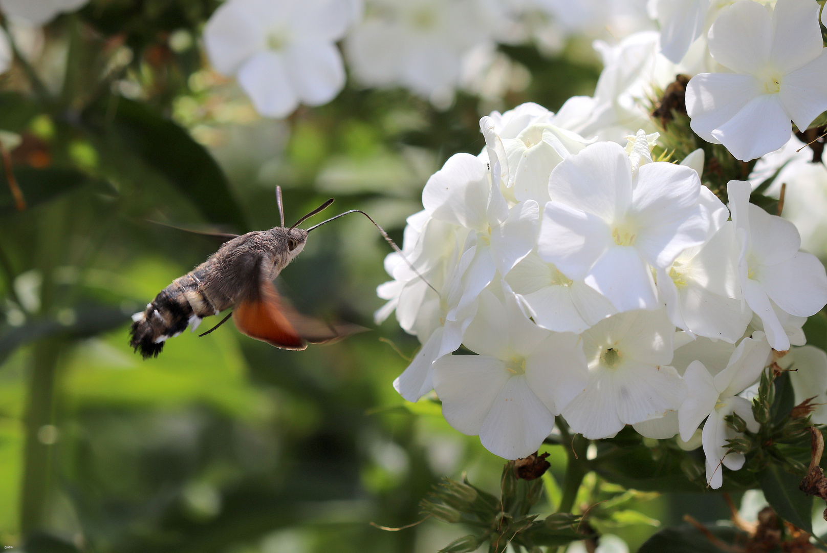 Kolibri am Mittwochsblümchen