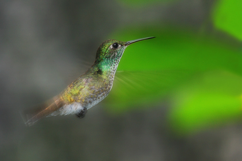 Kolibri (Amazilia versicolor)