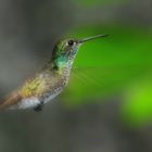 Kolibri (Amazilia versicolor)
