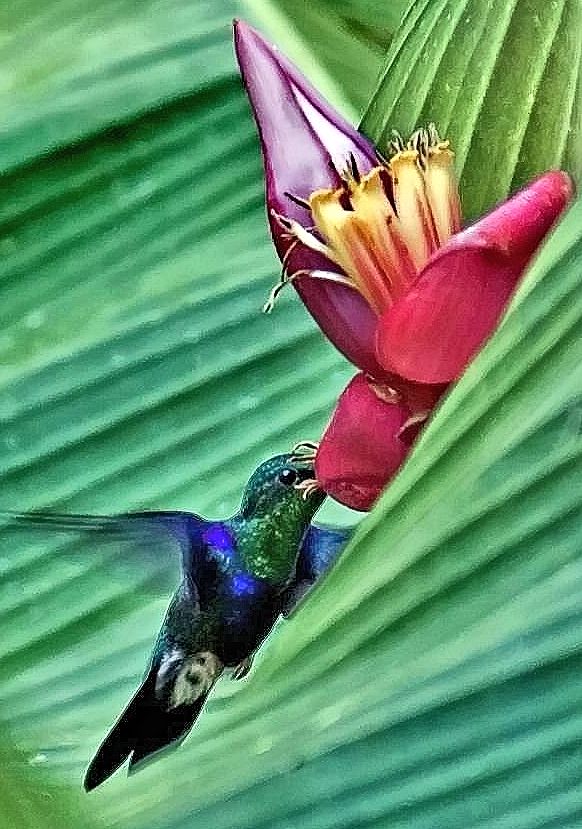 Kolibri an Bananenblüte