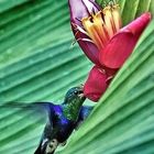 Kolibri an Bananenblüte