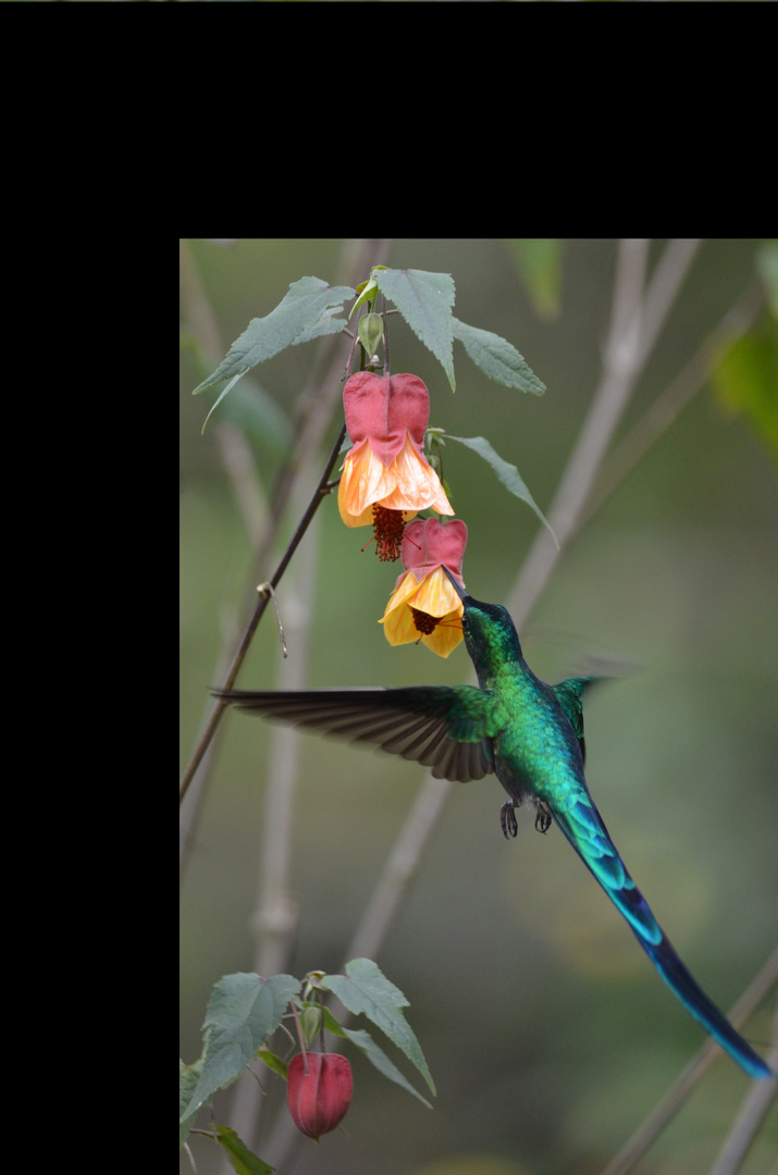 Kolibri an Blüte