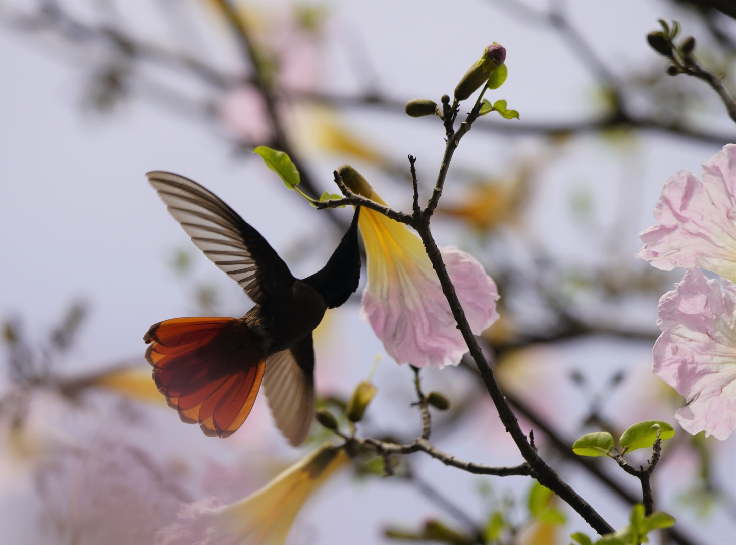 Kolibri an der Blüte