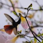 Kolibri an der Blüte