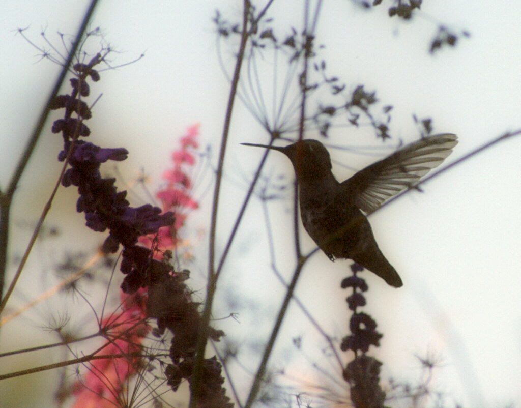 Kolibri an der Tankstelle