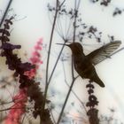 Kolibri an der Tankstelle