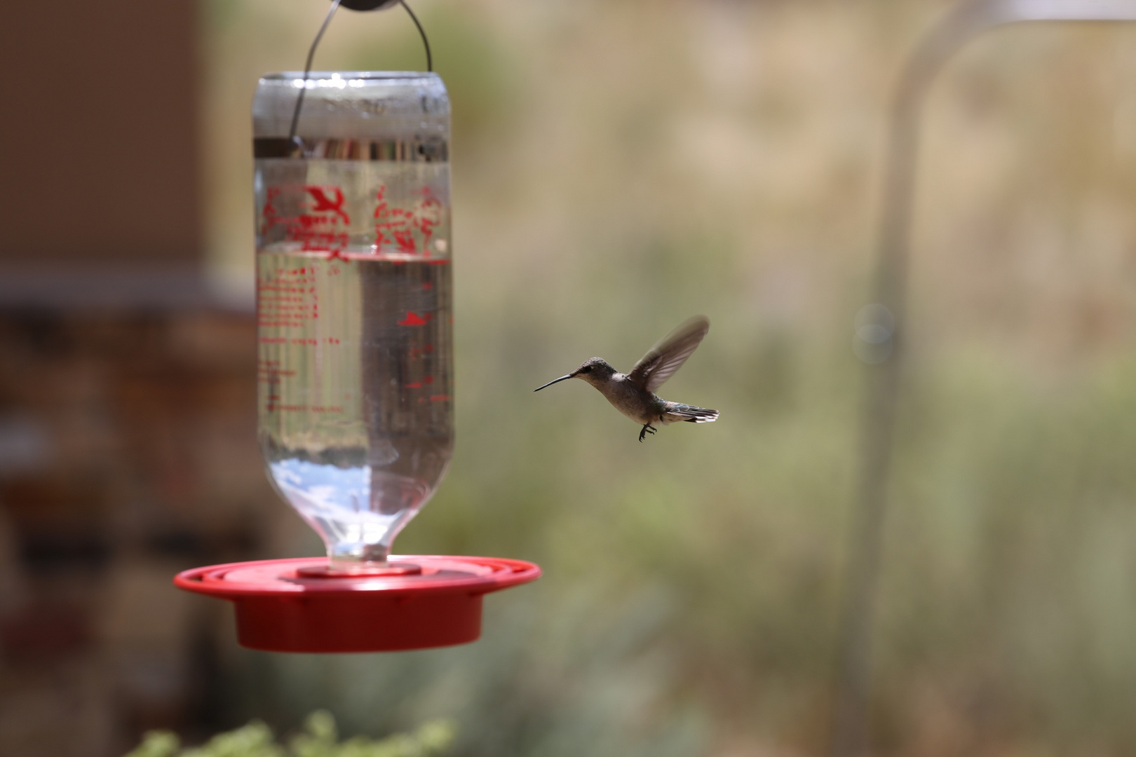 Kolibri an der Wassertränke