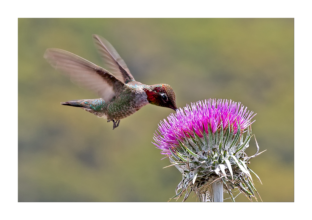 Kolibri an Distel