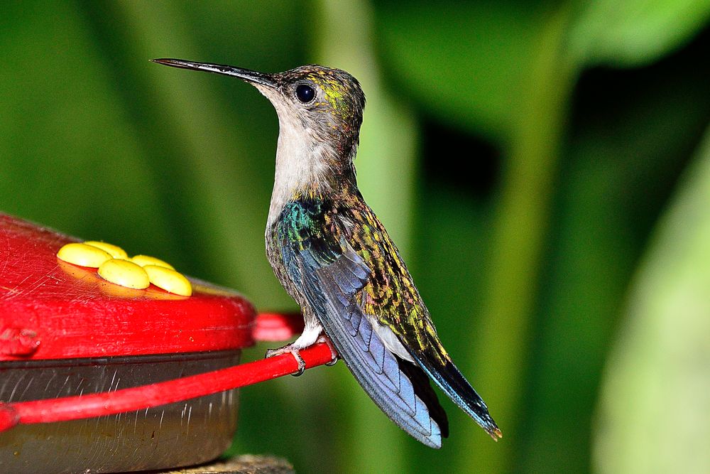 Kolibri an einer Futterstelle