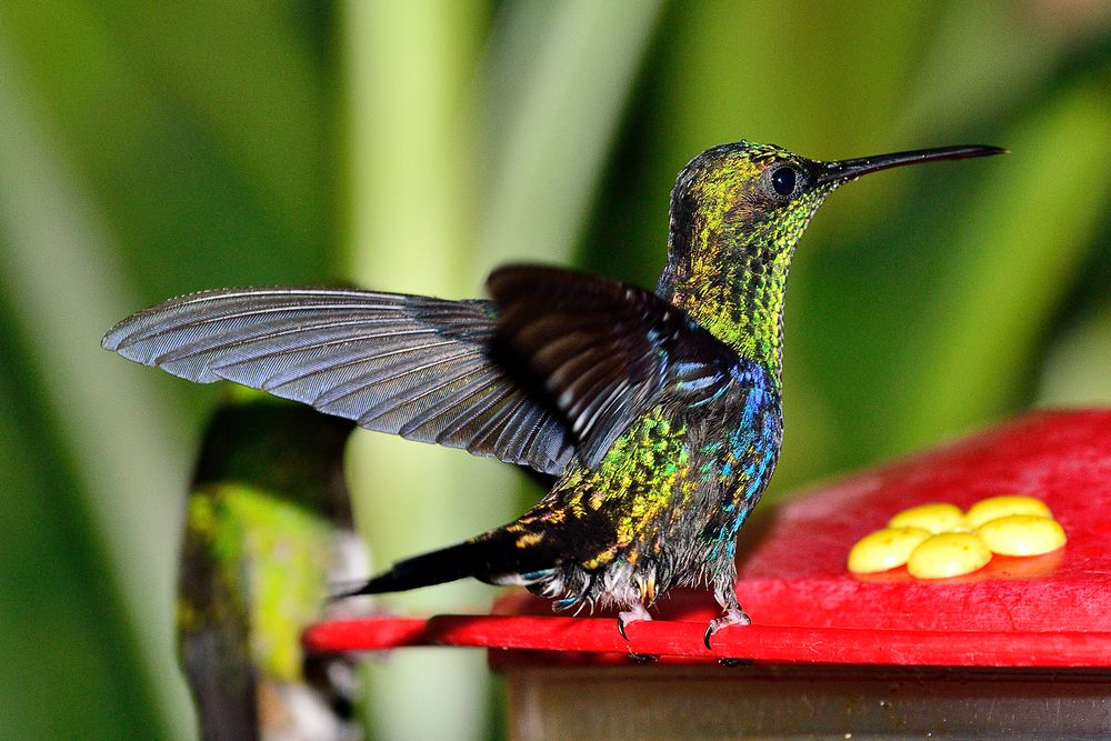 Kolibri an einer Futterstelle