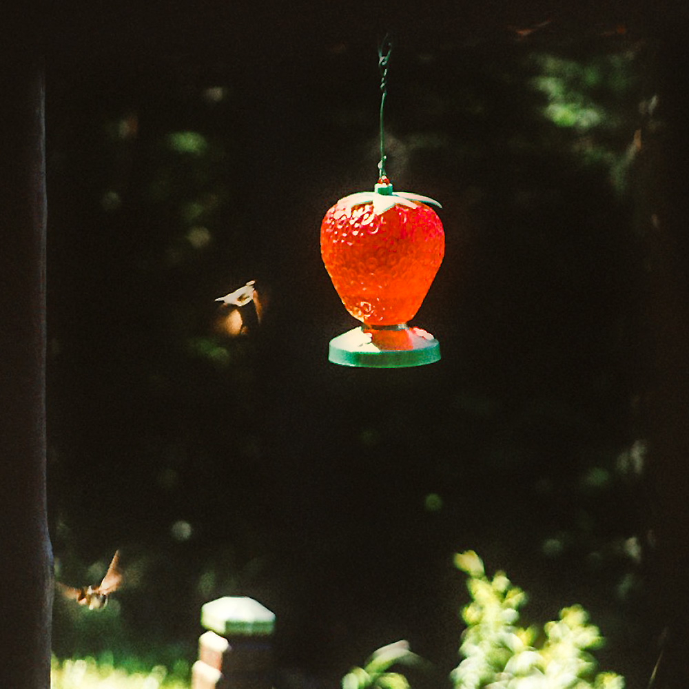 Kolibri an Erdbeere