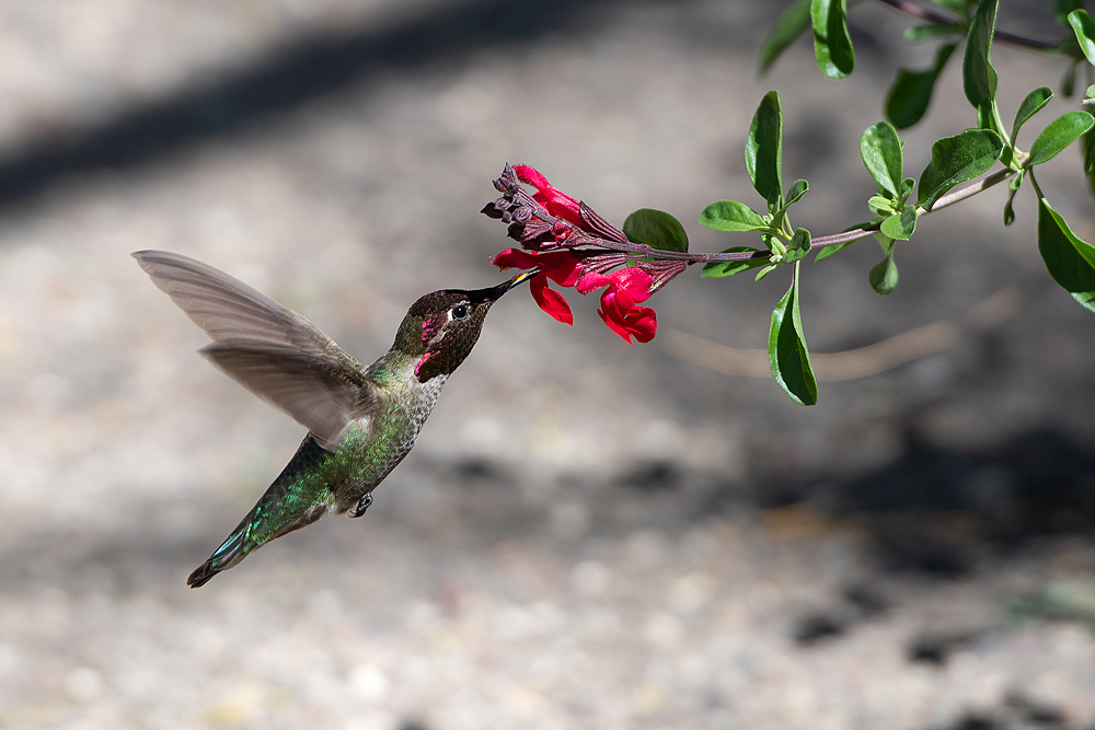 Kolibri (Anna"s Hummingbird)