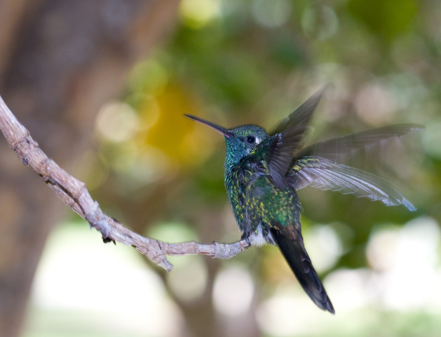 Kolibri auf Cuba