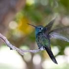 Kolibri auf Cuba