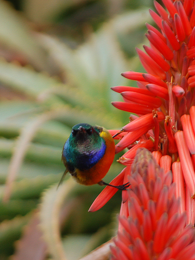 Kolibri auf dem Tafelberg