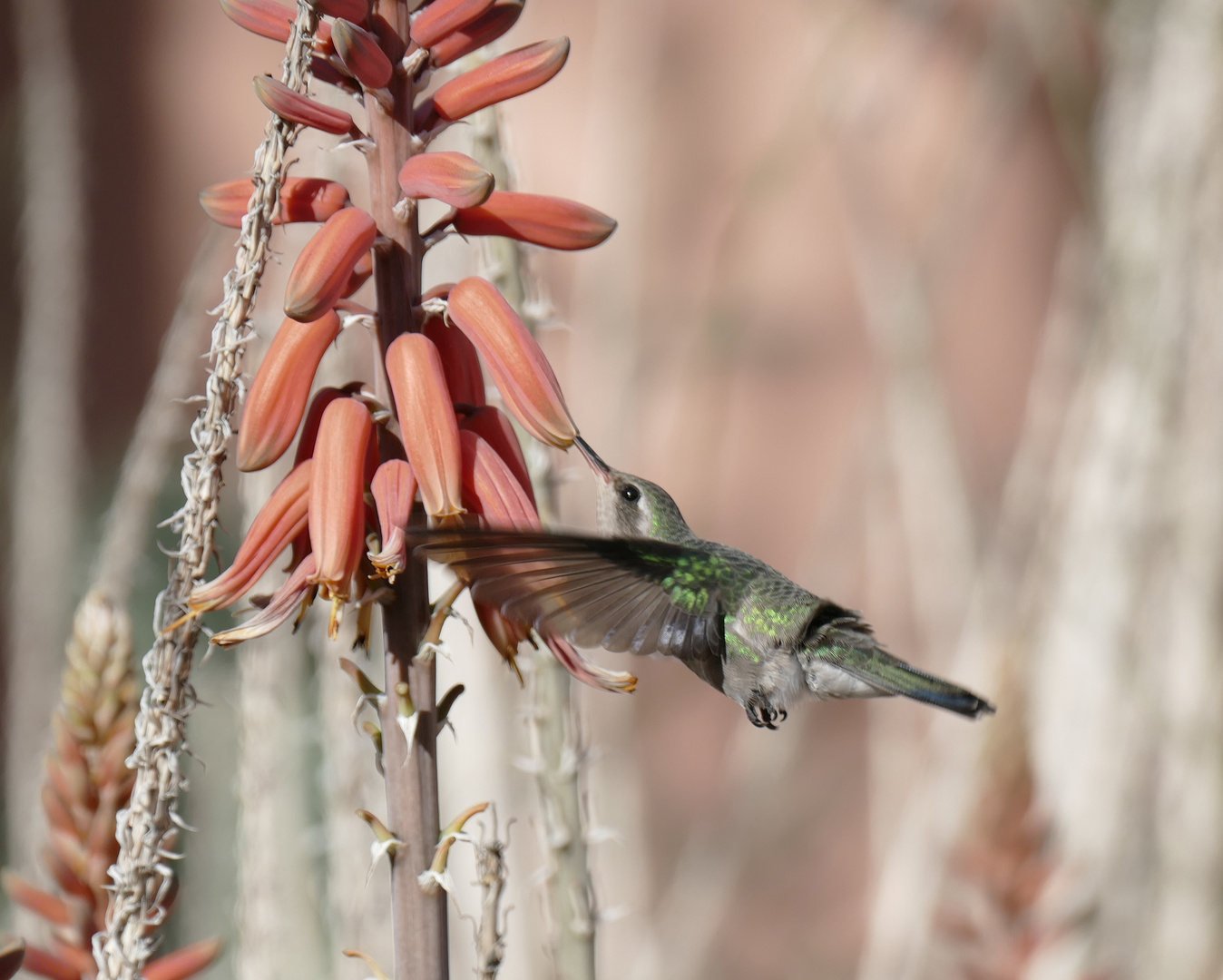 Kolibri auf der Tanque Verde Ranch in Tucson