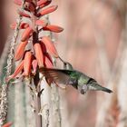 Kolibri auf der Tanque Verde Ranch in Tucson