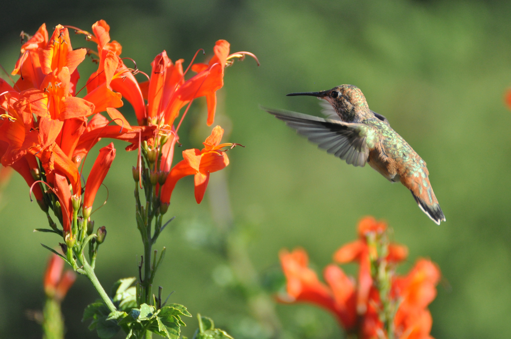 Kolibri auf Futtersuche