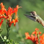 Kolibri auf Futtersuche