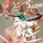 Kolibri auf ihrem Nestchen
