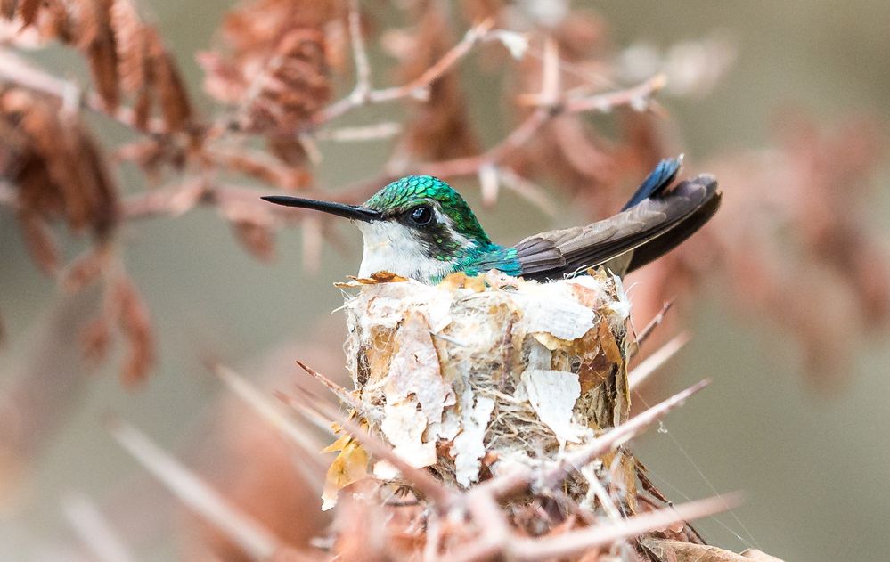 Kolibri auf ihrem Nestchen