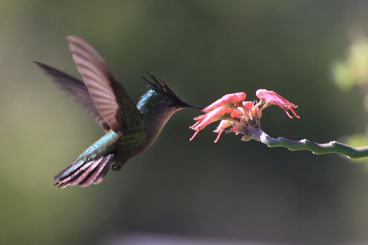 Kolibri auf Nektarsuche