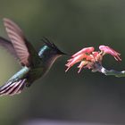 Kolibri auf Nektarsuche