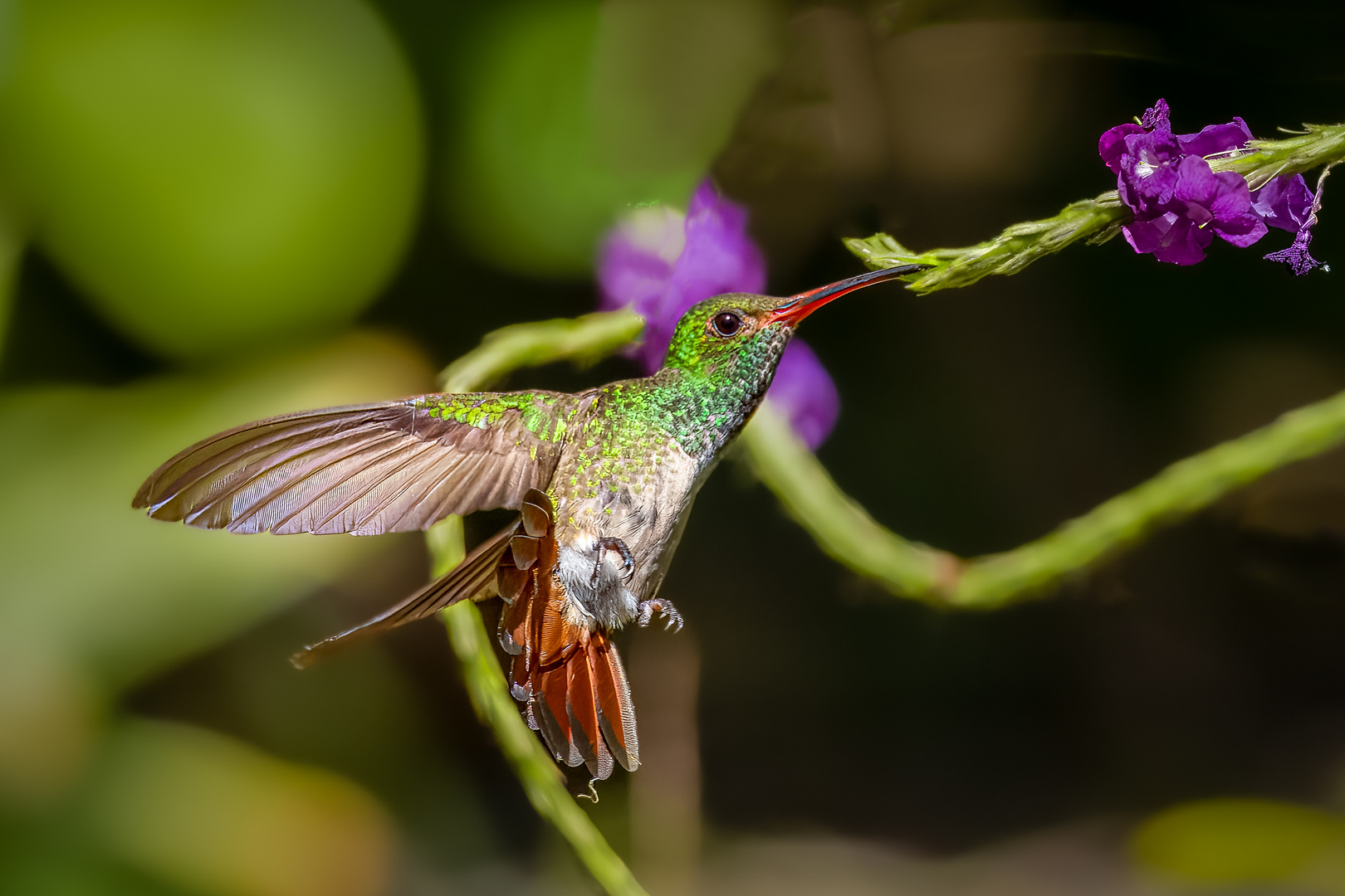 Kolibri auf Nektarsuche