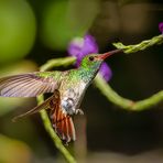 Kolibri auf Nektarsuche