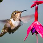 Kolibri auf Nektarsuche Costa Rica