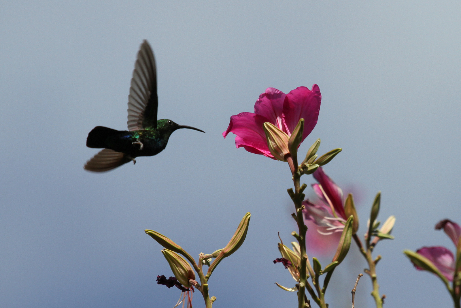 Kolibri auf St. Lucia