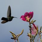 Kolibri auf St. Lucia