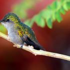 Kolibri auf Warteposition