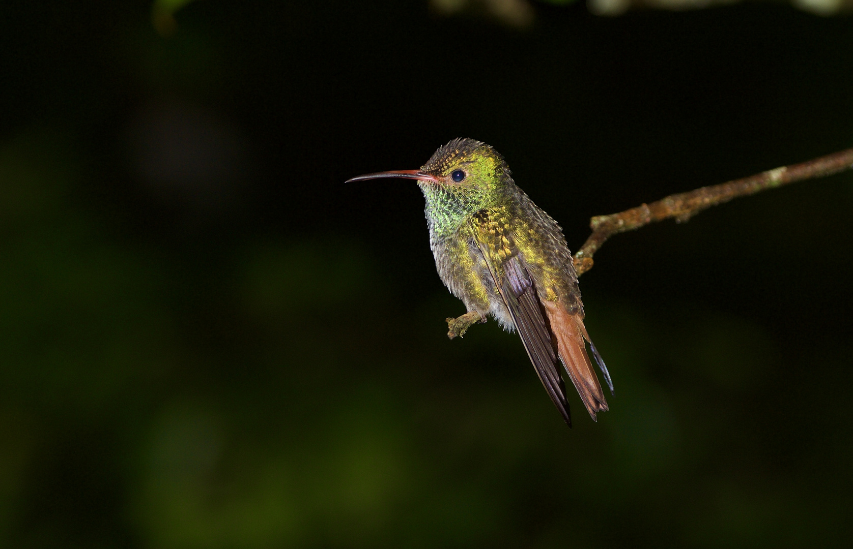 Kolibri aus dem Bergregenwald von Panama