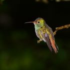 Kolibri aus dem Bergregenwald von Panama